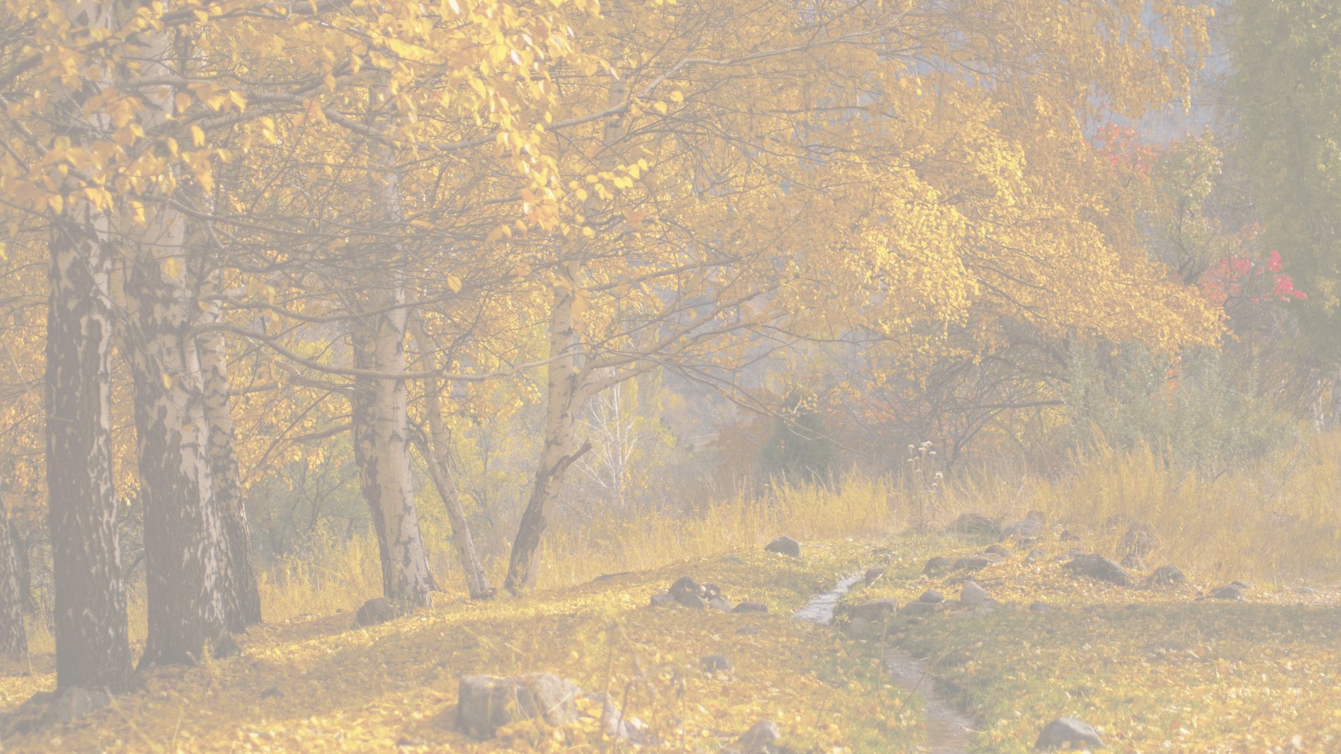 Herbstaktion : Bis zu −35 %
