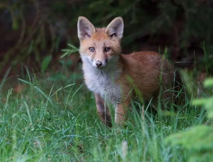 renard1.JPG